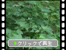 トリカブトの緑葉