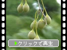 エゴノキの緑実