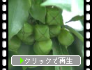 ヒゼンマユミの緑実