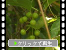 サルトリイバラの緑実