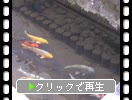 倉吉「鯉が泳ぐ街」