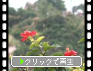 指宿「長崎鼻と周辺の植物たち」