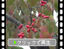 ハナミズキの赤い実（京都・福知山）