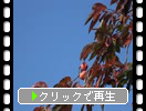 秋の青空と柿の木の実