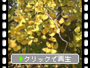 黄葉したイチョウの木
