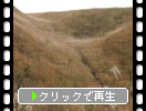 秋風に揺れる阿蘇高原のススキ