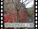 秋の熊本・阿蘇「池山水源と渓流」