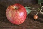 林檎とヒメリンゴ