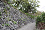 長崎「オランダ坂と石垣間の草類」