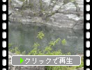 初夏の「長瀞渓谷と緑の川」