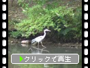 京都・宝が池「水辺のアオサギ」