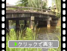 京都「白川の柳と橋」