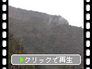 小豆島「霧雨と秋の森」