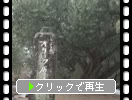 小豆島のオリーブ原木