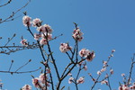 福津「あんずの里」の杏の花