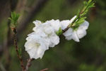 ザクロの白い花と若葉