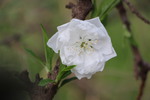 ザクロの白い花