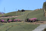 山の上まで続く「棚田の茶畑」と春の花