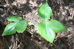 ムサシアブミの３枚葉と間の小さな仏炎苞