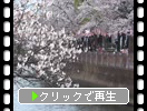 福岡・那珂川縁「満開のサクラ並木」