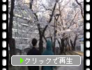 福岡・天神中央公園「桜祭り」
