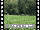 伊豆の茶畑「茶摘みと富士山」