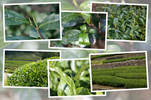 茶ノ木の「新芽から緑葉へ」