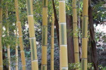 モウソウキメイチクの竹林（福岡・久留米）