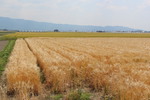 穂波の麦畑