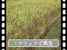 風に揺れる稲田の古代米
