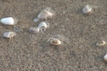 浜辺の小波と潜る小さな貝たち