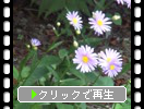愛媛の岩屋寺「参道脇の植物たち」