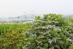 初夏の横浜「港の見える丘公園」