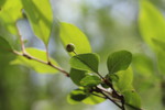 ハナカイドウの緑色の実