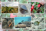 石垣島「浜辺の動植物たち」