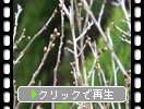 サクランボの冬芽と芽吹き