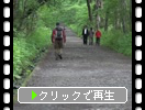 初夏の戸隠神社「奥社への参道」