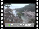 春の宮城・松島「入江の植物たち」