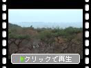春の宮城・松島「風雨の松林と沖の小島群」