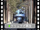 冬の松島・瑞巌寺「総門と杉林の参道」