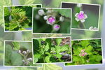 ナワシロイチゴ「若葉・蕾から花へ」