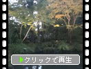 秋の松島・円通院「ライトアップされた寺庭」