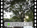 仙台市の「ケヤキ並木」