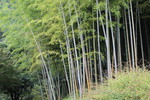仙巌園の竹林