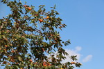 秋空と柿の木