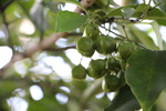 ヒゼンマユミの緑実