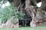 「本庄の大楠」の空洞