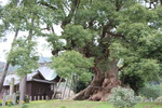「本庄の大楠」と神社