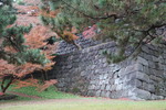 初冬の「白鳥濠の石垣」と松と楓