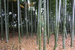 初冬の竹林と落葉の絨毯